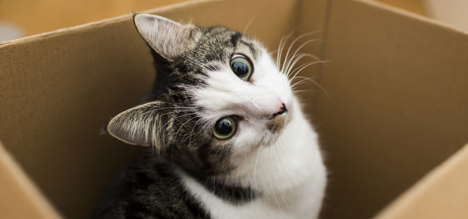 Packing and Moving With a Cat