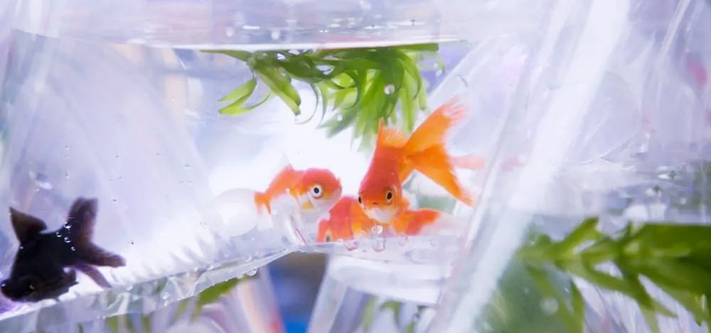 How to Move with a Fish Tank